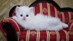 axn-cats-620x348_0